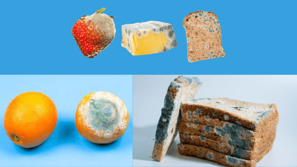 Can Mold Grow in Your Stomach? Separating Myth from Medical Fact 1 Image illustrating Molds on Foods